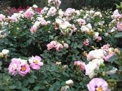 -人民公园(罗湖区)