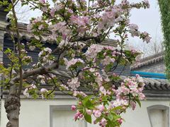 -海棠花溪(元大都城垣遗址公园)