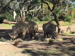 -奥兰多迪士尼动物王国乐园