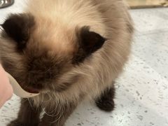 -喵园·猫主题咖啡厅·撸猫·猫咖(国贸店)