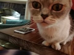 -猫色咖啡·猫咖