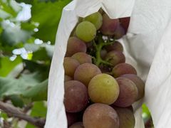 -马陆小张葡萄园农家乐