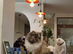 -有猫主题·治愈系猫咖(曾厝垵店)