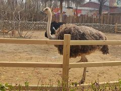 -北京野生动物园