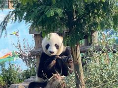 -西霞口神雕山野生动物世界