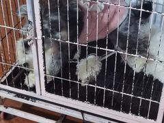 -天宠宠物医院24小时·急重症诊疗中心·全科·腔镜特色(和平分院)