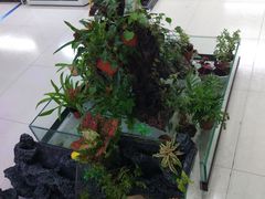 -中环花鸟鱼虫市场