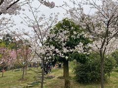 -南山植物园