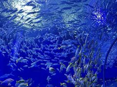 -海合安武汉极地海洋公园