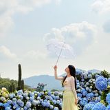 深圳春日诗意📸被绣球花海包围的浪漫天台❀