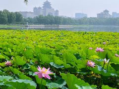 -莲花池公园