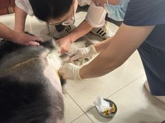 -思琪宠物医院(昆山花桥店)