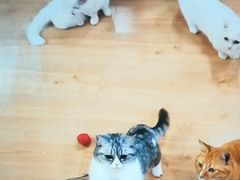 -MOYOYO猫咪咖啡店