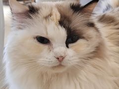 -藏猫猫咖啡主题馆(中央大道店)