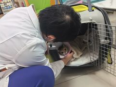 -北京观赏动物医院·24小时大型综合·猫专科·异宠专科