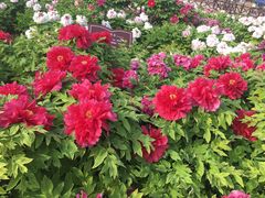 -曹州百花园