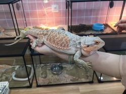 -Moni星球萌宠·小马宝莉·灵蛇·高端高阶全萌宠互动体验俱乐部(红豆国际广场店)