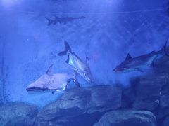 -石家庄海洋公园