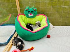 -帕帕拉兹宠物(亚洲旗舰店)