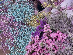 -桂林市花鸟市场