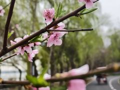 -小六农家乐(崇明西沙湿地店)