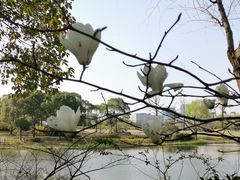 -新江湾城公园