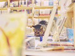 -猫的天空之城概念书店(苏州平江店)