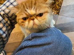 可爱咖啡猫-花苑里咖啡(威远店)