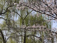 -西苑公园