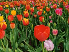 -洛阳郁金香牡丹园