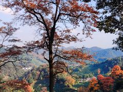 -龙井村