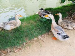 -雅和生态渔庄·宜城锅巴饭(龙灵山公园店)