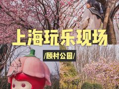 -顾村公园
