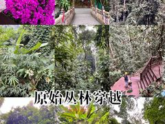 -西双版纳原始森林公园