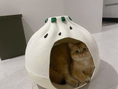 -东方名猫馆·英短金渐层布偶猫舍(环线广场1号楼店)