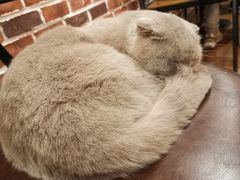 -猫友咖啡店(玉林西路店)