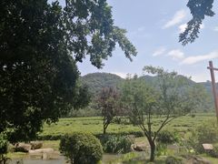 -中国茶叶博物馆(双峰馆区)