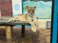 -大连森林动物园