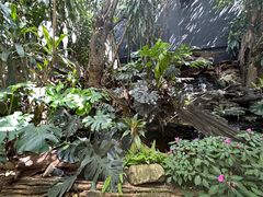 -Fern Forest Cafe