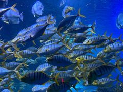 -太平洋海底世界