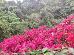 -阳台山森林公园