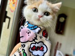 -momokira米努特·德文卷毛猫·棉花面纱犬