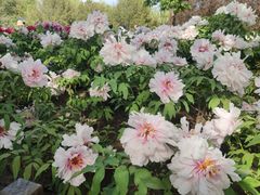 -莲花池公园