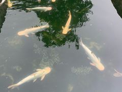 -特种渔场