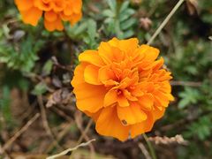 -小仙居·农家宴烤羊· 农庄