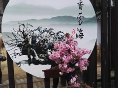 -香雪海
