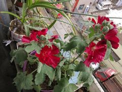 -老地方猫儿面(磁器口店)