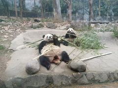 -都江堰中华大熊猫苑