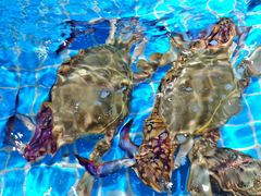 -梦都海鲜酒家(万达广场江桥店)