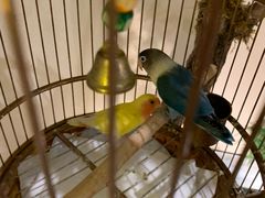 -小厨娘淮扬菜(六合欢乐港店)